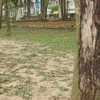 Cận cảnh một gốc cây sưa ở công viên Thống Nhất. (Ảnh: Internet)