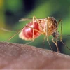 Muỗi là thủ phạm gieo rắc virus Tây sông Nile sang người. (Ảnh: inserbia.info)