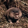 Loài chuột đồng "slepushonka" có khả năng tránh tác hại của khói bụi nhờ cách hít thở hiệu quả. (Ảnh: tambov-zoo.ru)