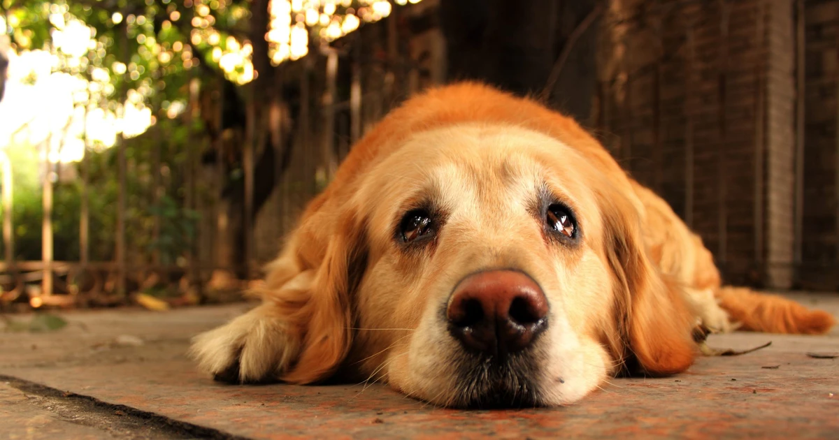 Dogs and Their Incredible Ability to Understand Human Emotions