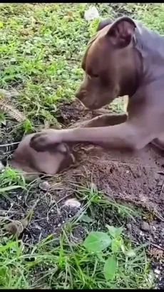 Chuột chũi phát cáu vì bị chó nhà làm phiền khi đào hang