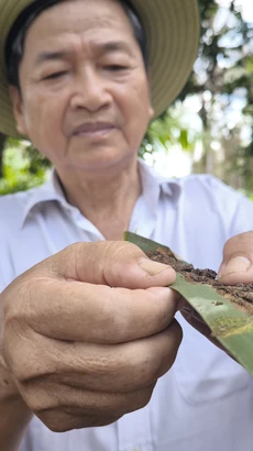 Một nông dân Bến Tre thu gom xử lý lá dừa bị sâu gây hại. (Nguồn: TTXVN) 