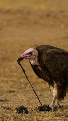 Một con kền kền ăn phân chó hoang châu Phi ở Công viên quốc gia South Luangwa của Zambia. (Nguồn: Nature Picture Library)