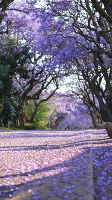 Bình minh màu tím hoa Jacaranda trên một con phố ở thủ đô Pretoria, Nam Phi. (Ảnh: Hồng Minh/TTXVN)