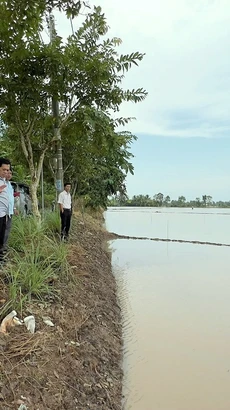 Nhiều diện tích lúa bị ngập sâu sau cơn mưa lớn kéo dài trên địa bàn tỉnh Bạc Liêu, ngày 2/11. (Ảnh: Chanh Đa/TTXVN) 