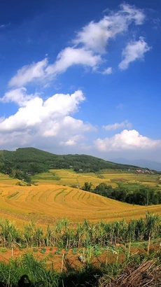 Ruộng bậc thang xã Miền Đồi (huyện Lạc Sơn, Hòa Bình) đang vào mùa thu hoạch. (Ảnh: Trọng Đạt/TTXVN)