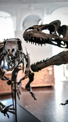 Hóa thạch xương khủng long Camptosaurus (trái) được trưng bày tại nhà đấu giá Artcurial ở Paris (Pháp), ngày 13/11/2018. (Ảnh: AFP/TTXVN)