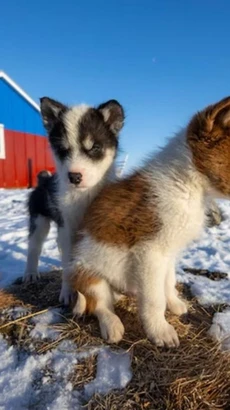 Chó con husky Greenland chơi đùa ở Qaanaaq, Greenland. (Nguồn: National Geographic)