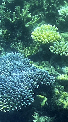 Rạn san hô Great Barrier ở ngoài khơi bang Queensland, Australia bị tẩy trắng trên diện rộng, ngày 7/3/2022. Ảnh: AFP/TTXVN