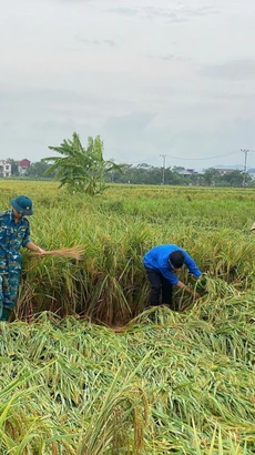 Tuổi trẻ huyện Sóc Sơn, Hà Nội cùng lực lượng quân đội và nhân dân bó dựng lại diện tích lúa bị đổ. (Ảnh: TTXVN phát)