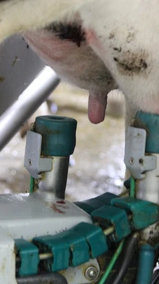 Thiết bị tự động vắt sữa bò ở trang trại Honbu Farm, Nhật Bản. (Ảnh: Đào Thanh Tùng/TTXXVN)