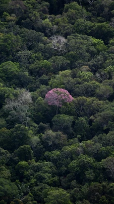 Rừng nhiệt đới Amazon tại bang Amazonas, Brazil. (Ảnh: AFP/TTXVN)