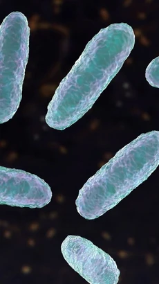 Hình minh họa về vi khuẩn Klebsiella oxytoca. (Ảnh: Getty Images)