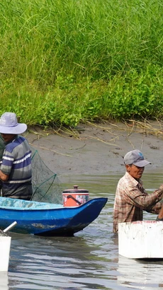 Hợp tác xã Ngã Bát cung ứng con giống, vật tư nông nghiệp giúp giảm chi phí, tăng lợi nhuận cho mô hình sản xuất tôm-lúa ở xã Đông Hưng B, huyện An Minh (Kiên Giang). (Ảnh: Văn Sĩ/TTXVN)