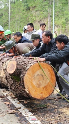 Một cây thông cổ thụ bên phía taluy âm có chiều cao hàng chục mét, đường kính thân cây khoảng 80cm bật gốc, đổ chắn ngang hoàn toàn tuyến đèo. (Ảnh: TTXVN phát)