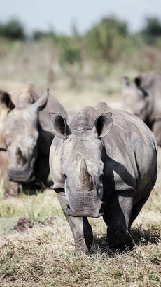 Tê giác trắng tại tỉnh North-West, Nam Phi. (Ảnh: AFP/TTXVN)