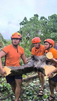 Cây cối gãy đổ do bão Trami tại tỉnh Albay, Philippines. (Ảnh: THX/TTXVN)