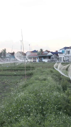 “Thiên la địa võng” lưới tàng hình giăng mắc dày đặc trên đồng ruộng để bẫy chim. (Ảnh: Xuân Tiến/TTXVN)