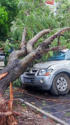 Hàng loạt cây xanh đổ làm hư hỏng phương tiện trong trận bão tối 7/9. (Ảnh: PV/Vietnam+)