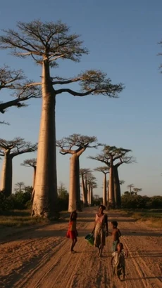 Cây bao báp khổng lồ không có nguồn gốc từ lục địa châu Phi như người ta vẫn tưởng. (Nguồn: CNN)