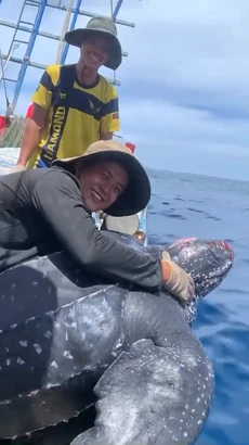 Ngư dân Quảng Nam thả rùa "khủng" mắc lưới về biển