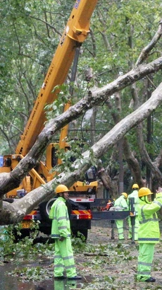 Cây cối gãy đổ do bão Bebinca tại Trung Quốc, ngày 16/9/2024. (Ảnh: THX/TTXVN)