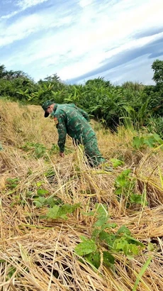 Lực lượng Bộ đội Biên phòng tỉnh Quảng Nam giúp dân gặt lúa phòng chống bão số 6. (Ảnh: Trần Tĩnh/TTXVN)