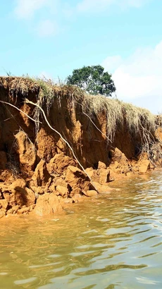 Khoảng 1,5km bờ sông Kiến Giang đoạn chảy qua xã Trường Thủy (huyện Lệ Thủy) bị sạt lở nghiêm trọng. (Ảnh: Tá Chuyên/TTXVN)