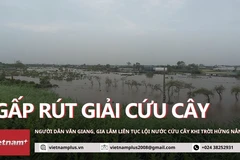 Người dân vùng trồng cây cảnh lớn nhất miền Bắc gấp rút "cứu cây" khi nước xuống