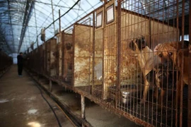 Những con chó bị nhốt trong chuồng tại một trang trại nuôi chó ở Hwaseong, Hàn Quốc. (Ảnh: Reuters)