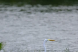 Cận cảnh cánh cò trắng dập dờn trên sông Hàn