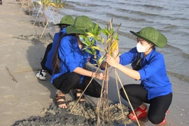 Lực lượng đoàn viên, thanh niên xã Cam Thành Bắc, huyện Cam Lâm, tỉnh Khánh Hòa hưởng ứng trồng cây đước ở rừng ngập mặn ven đầm Thủy Triều. (Ảnh: Phan Sáu/TTXVN)