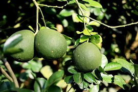 Bưởi da xanh ở 4 vùng trồng trên địa bàn tỉnh Bà Rịa-Vũng Tàu được cấp mã số vùng trồng xuất khẩu trái bưởi tươi đi thị trường Mỹ. (Ảnh: Hồng Đạt/TTXVN)