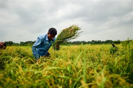 Nông dân thu hoạch lúa trên cánh đồng ở ngoại ô Dhaka, Bangladesh. (Ảnh: AFP/TTXVN)