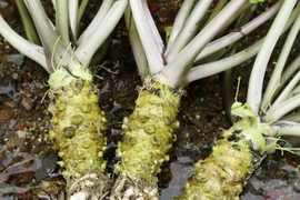 Cây Wasabi trồng ở Nhật Bản. (Nguồn: Kyodo News)