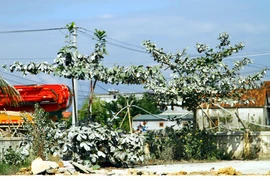 Cây xanh trong khuôn viên trường Mầm non Quảng Sơn phủ một lớp bụi trắng xóa từ hoạt động của Trạm trộn bêtông ximăng nằm sát bên cạnh. (Ảnh: Tá Chuyên/TTXVN) 