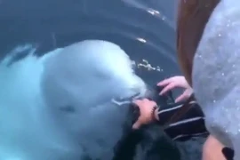 Cá voi trắng Beluga nhặt điện thoại rơi xuống biển ở Na Uy