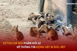 Bản tin 60s: Sở thú Hà Nội phản hồi gì về thông tin động vật bị đói, rét