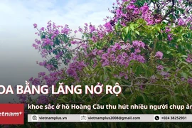 Vì sao dàn hoa bằng lăng hồ Hoàng Cầu trở nên 'hot' với các bạn trẻ Hà Nội?