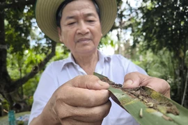 Một nông dân Bến Tre thu gom xử lý lá dừa bị sâu gây hại. (Nguồn: TTXVN) 