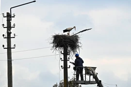Công nhân sửa chữa đường dây điện tại Borodianka, Tây Bắc Kiev, Ukraine. (Ảnh: AFP/TTXVN)