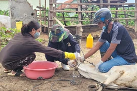Chính quyền huyện Mang Yang hỗ trợ người dân cách phòng và điều trị bệnh lở mồm long móng. (Ảnh: Hoài Nam/TTXVN)