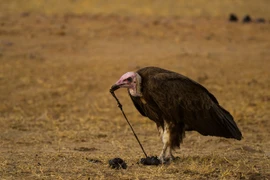 Một con kền kền ăn phân chó hoang châu Phi ở Công viên quốc gia South Luangwa của Zambia. (Nguồn: Nature Picture Library)