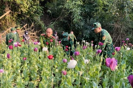 Lực lượng chức năng tiến hành phá nhổ toàn bộ cây thuốc phiện được trồng trái phép tại bản Huổi Po, xã Na Cô Sa. (Ảnh: TTXVN phát)
