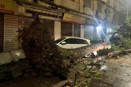 Hai ôtô bị cây đổ đè trúng trên phố Quán Sứ, quận Hoàn Kiếm. (Ảnh: Phạm Kiên/TTXVN)