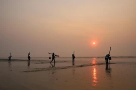 Ngư dân làng biển Hương Châu (xã Diễn Kim, huyện Diễn Châu, Nghệ An) đi cào ngao trên bờ biển. (Ảnh: Xuân Tiến/TTXVN)