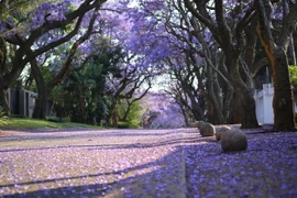 Bình minh màu tím hoa Jacaranda trên một con phố ở thủ đô Pretoria, Nam Phi. (Ảnh: Hồng Minh/TTXVN)