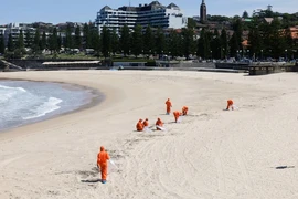 Thu gom những quả cầu đen bí ẩn trôi dạt vào bờ biển ở Sydney, Australia. (Nguồn: Getty Images)