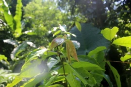 Lá cây trà hoa trái mỏng (Camellia pleurocarpa) tại Khu Bảo tồn thiên nhiên Pù Luông, Thanh Hóa. (Ảnh: TTXVN phát)