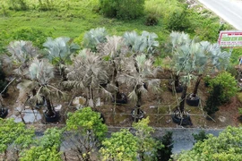 Một số cây trong khu vườn ở xã Hòa Thành (Lai Vung, Đồng Tháp) bị chết do kẻ gian đổ thuốc diệt cỏ vào gốc. (Ảnh: Nhựt An/TTXVN)